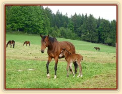 Baloo pár hodin po narození