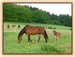 Baloo pár hodin po narození