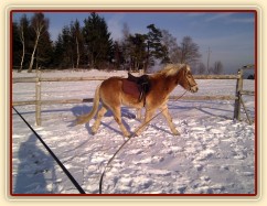 Hafling Sid na lonži