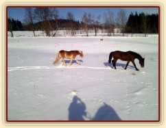 Haflin Sid na vyjížďce na volno