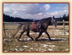 Starokladrubák Generalissimus Malajka na lonži