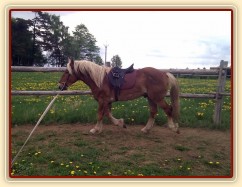 Norik Cherokee na lonži