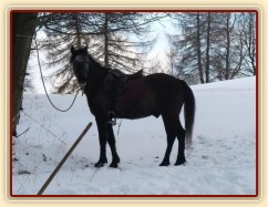 Divíšek po vyjížďce