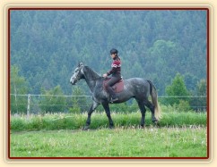 Starokladrubák Generalissimus Malajka na jízdárně