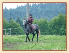 Starokladrubák Generalissimus Malajka na jízdárně