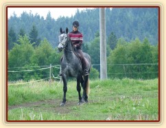 Starokladrubák Generalissimus Malajka na jízdárně
