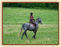 Starokladrubák Generalissimus Malajka na jízdárně