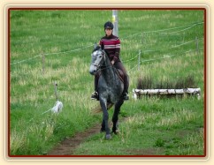 Starokladrubák Generalissimus Malajka na jízdárně