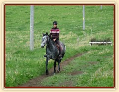 Starokladrubák Generalissimus Malajka na jízdárně