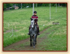 Starokladrubák Generalissimus Malajka na jízdárně