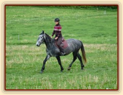 Starokladrubák Generalissimus Malajka na jízdárně
