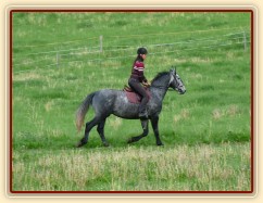 Starokladrubák Generalissimus Malajka na jízdárně
