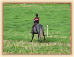 Starokladrubák Generalissimus Malajka na jízdárně