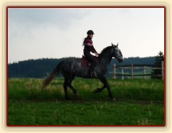 Starokladrubák Generalissimus Malajka na jízdárně