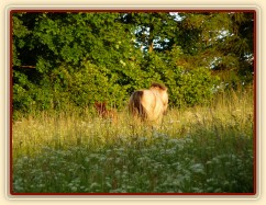 Griffin 3 týdny starý