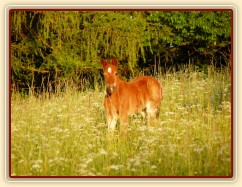 Griffin 3 týdny starý