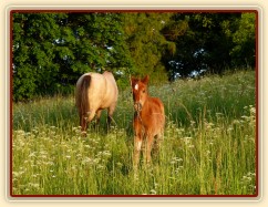 Griffin 3 týdny starý