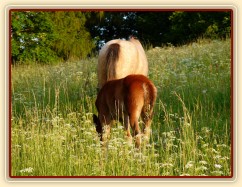 Griffin 3 týdny starý