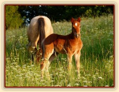Griffin 3 týdny starý