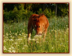 Griffin 3 týdny starý