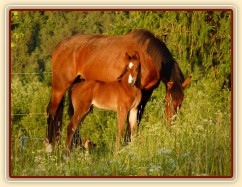 Baloo 3 týdny starý