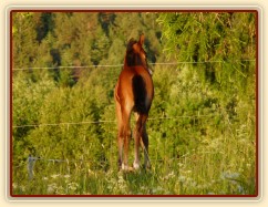 Baloo 3 týdny starý