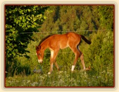 Baloo 3 týdny starý