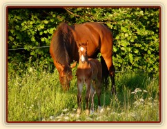 Baloo 3 týdny starý