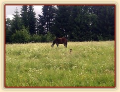 Hříbata nejsou v trávě ani vidět:-)