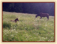 Hříbata nejsou v trávě ani vidět:-)