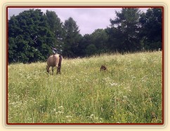 Hříbata nejsou v trávě ani vidět:-)