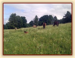 Stádeško s malými hříbaty