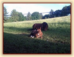 Bára a Baloo společně odpočívají