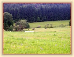 Všichni hřebci spí - a pak že někdo musí hlídat:-)