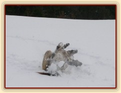 Válení ve sněhu je nejlepší :-)