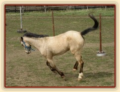 Parellistění ve volnosti, Greisy se peávě "rozbila" a patřičně si to užívá