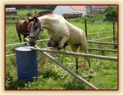 Skákání řady ve volnosti