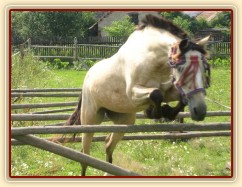 Skákání řady ve volnosti