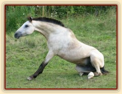 Pracné vstávání po válení :-)