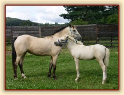 Greisy s "adoptovaným" hříbětem welshponky Ponky :-)