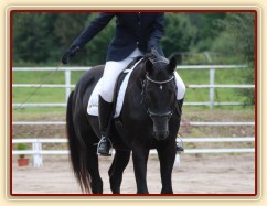 Carthago, drezura L8, 3. místo, Dobřany září 2012