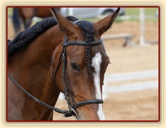 Highland Z, všestrannost ZK Brno, červen 2012, vybojovala 4. místo
