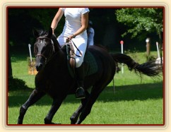 Carthago, všestrannost ZL Loštice (KMK pětiletí), červen 2012, vybojoval 5. místo