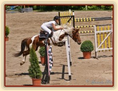 Vikina, rozeskakování parkuru ZL Domažlice, 8. místo z 80 koní