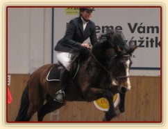 Čtyřletá Highland Z na prvních závodech, parkur Z