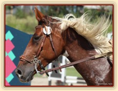 Vikina, parkur ZL Klatovy, 3. místo z 80 koní, srpen 2012