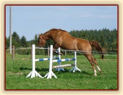 Skákání ve volnosti, čtyřletá klisna Fany