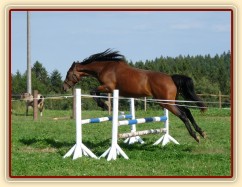 Skákání ve volnosti, dvouletá klidna Ascara