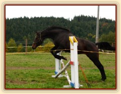 Skákání ve volnosti, čtyřletá klisna Fivitas Dei