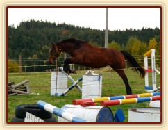 Skákání ve volnosti, dvouletá klidna Ascara